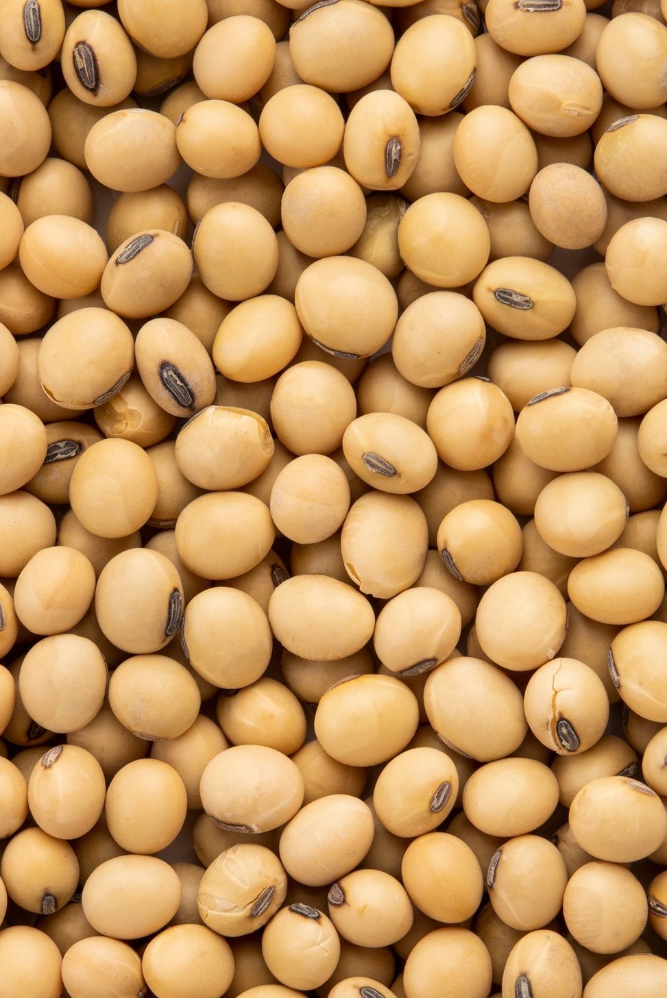 Proteine della Soia